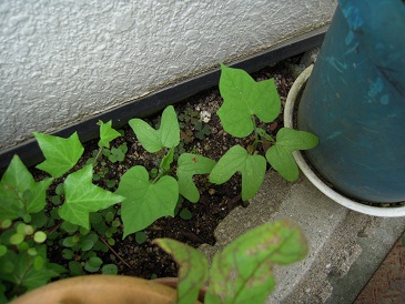DSCN5888.jpg
