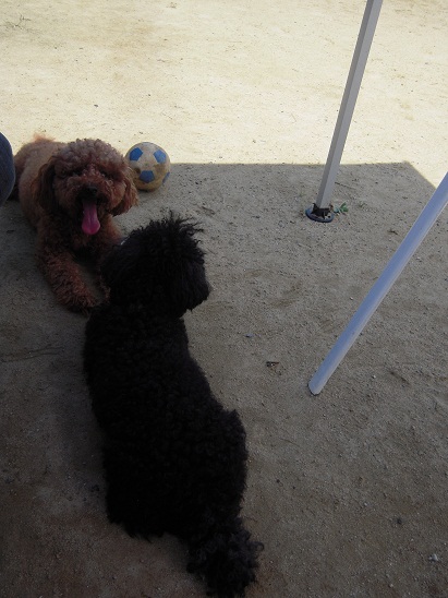 DSCN5935.jpg