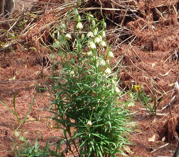 DSCN6958.jpg