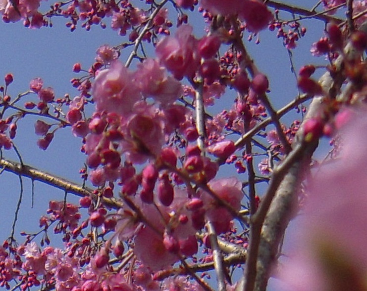 DSCN6977.jpg