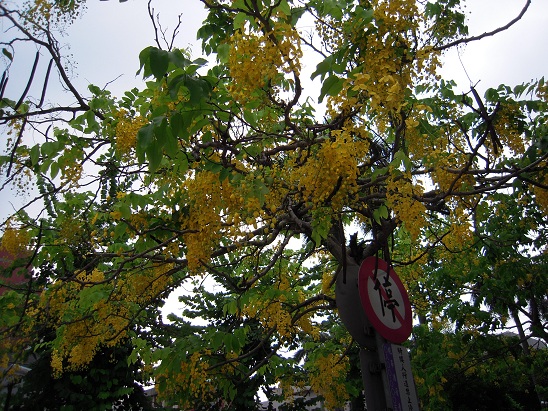 DSCN7037.jpg