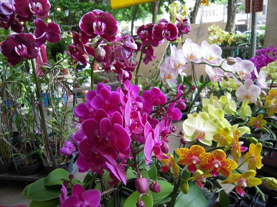 DSCN7127.jpg
