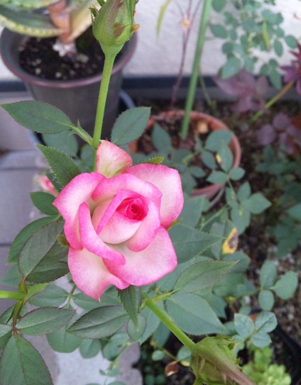 100916_152107.jpg