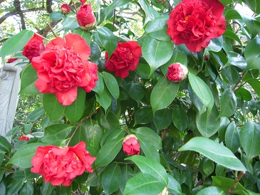 DSCN5550.jpg